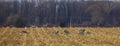 Group of sandhill cranes are eating grain in a corn field Royalty Free Stock Photo