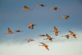 Group of sandhill cranes in flight at the `golden hour` dusk / sunset before landing to roost for the night during fall migratio
