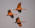 Group of sandhill cranes in flight at the `golden hour` dusk / sunset before landing to roost for the night during fall migratio