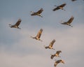 Group of sandhill cranes in flight at the `golden hour` dusk / sunset before landing to roost for the night during fall migratio