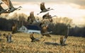 Group of sandhill cranes are taking off. Royalty Free Stock Photo