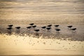 A group of Sandpiper wading in the surf of the Gulf of San Francisco on sunset time. Silhouette photography.