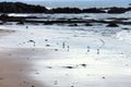 Group of sandpipers on the beach. North Berwick, Scotland, UK. Royalty Free Stock Photo