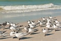 Group of Sandwich terns facing a blustering wind on a tropical beach Royalty Free Stock Photo