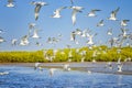 The group of sandwich terns in seabird parks and reserves of Senegal, Africa. They areflying in lagoon Somone. There is sunset