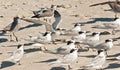Group of Sandwich terns facing a blustering wind on a tropical beach