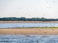 Group of sandwich terns, Sterna sandvicensis, in nature reserve south of Rotterdam, Netherlands