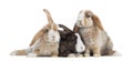 Group of Satin Mini Lop rabbits, isolated Royalty Free Stock Photo
