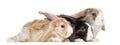 Group of Satin Mini Lop rabbits lying, isolated