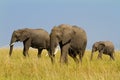 A group of savanna elephants Royalty Free Stock Photo