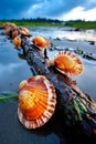 A group of scallops sitting on top of a log on a beach Royalty Free Stock Photo