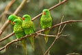 The group of scaly-breasted lorikeets Trichoglossus chlorolepidotus sitting on the small brown branche