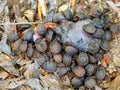 group of scarab disposes of animal carcasses. Zombitse-Vohibasia National Park Madagascar wildlife Royalty Free Stock Photo