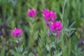 Group of Scarlet Paintbrush Flowers Royalty Free Stock Photo