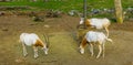 Group of scimitar oryxes standing at the hay basket, animal specie that is extinct in the wild Royalty Free Stock Photo