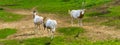 Group of scimitar oryxes together in a pasture, animal specie that is extinct in the wild Royalty Free Stock Photo