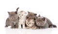 Group scottish and british shorthair kittens. isolated on white Royalty Free Stock Photo