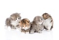 Group of scottish kittens. isolated on white background