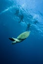 Group of scuba divers chasing sea turtle who descent into the deep sea Royalty Free Stock Photo