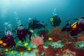 A group of scuba divers and a diver underwater view of the bottom with corals and marine plants.