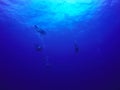Group scuba divers diving underwater in sea silhouette and sun Royalty Free Stock Photo