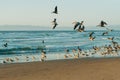 Group of sea birds on the beach, flying pelicans and seagulls. Beautiful blue sea, and clear blue sky background Royalty Free Stock Photo