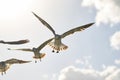 A group of sea birds fly to the camera, close-up against the sky Royalty Free Stock Photo