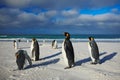 Group of sea birds. Group of King penguins, Aptenodytes patagonicus, going from white sand to sea, Arctic animals in the nature ha Royalty Free Stock Photo