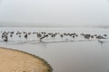 Group of sea birds on the river in foggy day