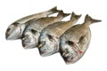 Group of sea bream