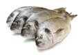 A group of sea bream