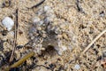 group of sea fleas or sand hoppers (Talitrus saltator) feeding on seaweed