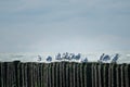 Group of Sea gulls on a breakwater with view over North Sea Royalty Free Stock Photo