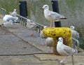 Group of sea gulls relaxing at harbour Royalty Free Stock Photo