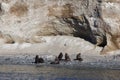 Group of sea lion at magdalena island