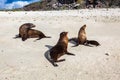 A group of sea lions bask in the sun Royalty Free Stock Photo