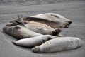 A group of sea lions Royalty Free Stock Photo
