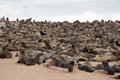 Group of sea lions at Cape Cross. Water in the background. Namibia