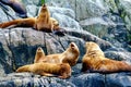 Group of Sea Lions Lazing on a Rock