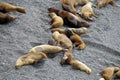 Group of sea lions lying on the ocean shore