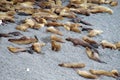 Group of sea lions lying on the ocean shore