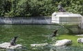Group of sea lions at the munich zoo, germany Royalty Free Stock Photo