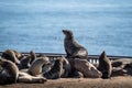 Group of Sea lions, Otariinae on the seashore in Namibia