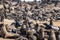 Group of Sea lions, Otariinae on the seashore in Namibia