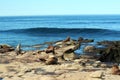 A group of sea lions, Otariinae, sunbathing on a rocky outcropping on the shore of the Pacific Ocean with a wave rolling in