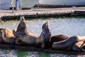 A group of sea lions resting on a wooden platform in the Moss La Royalty Free Stock Photo