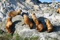 Group of Sea Lions Sunbathing on the Rocky Island of Beagle Channel, Ushuaia, Patagonia, Argentina Royalty Free Stock Photo