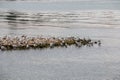 Group of sea mews near the lake Royalty Free Stock Photo