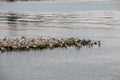 Group of sea mews near the lake Royalty Free Stock Photo