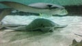 Stingray in the aquarium of a zoo Royalty Free Stock Photo